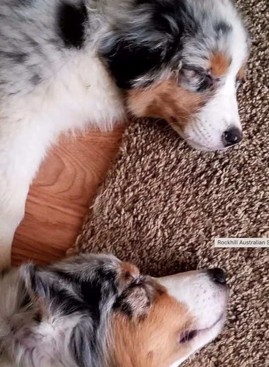INTRODUCING YOUR NEW PUPPY TO YOUR OTHER DOGS