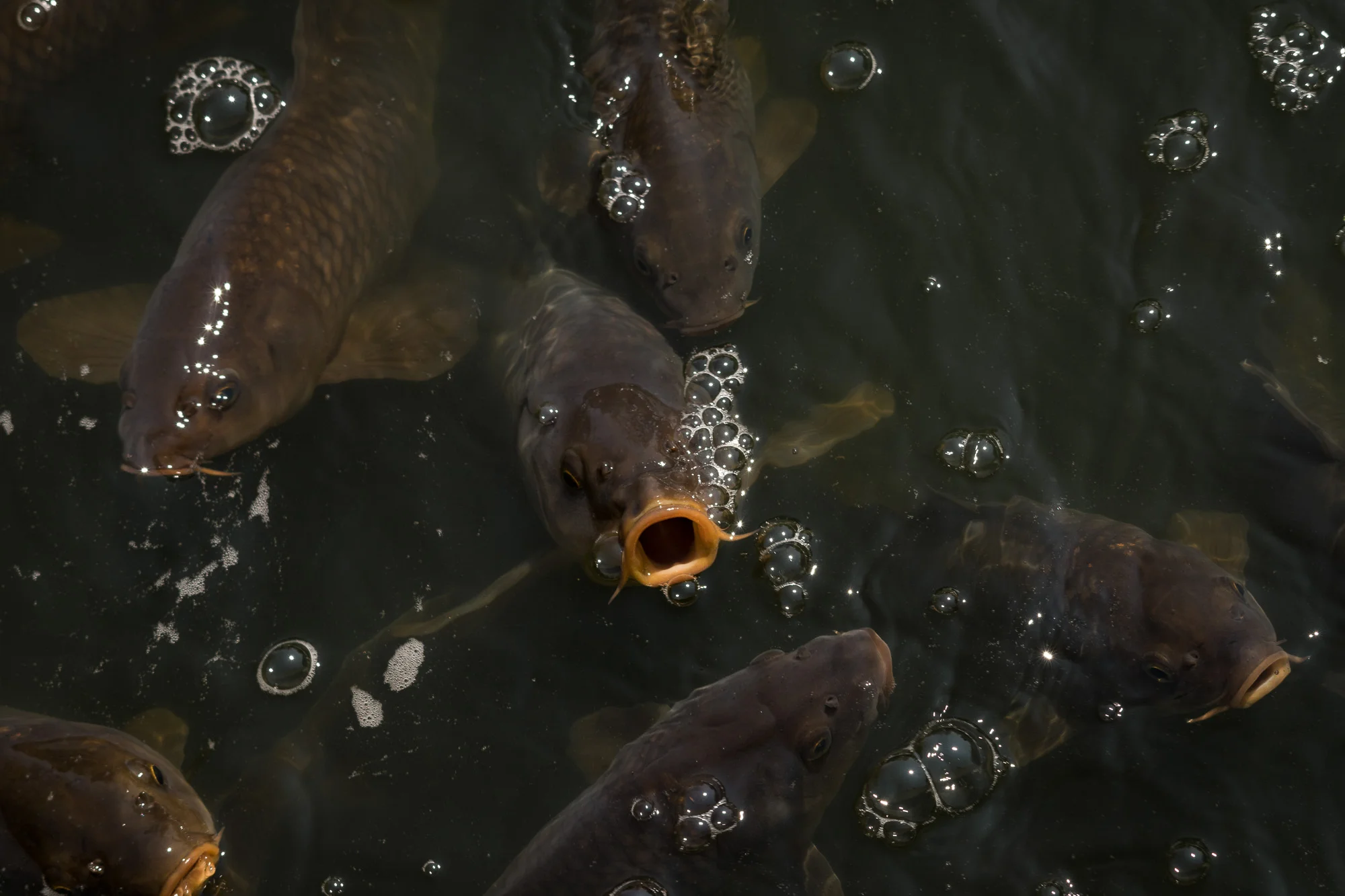 The carp are hungry