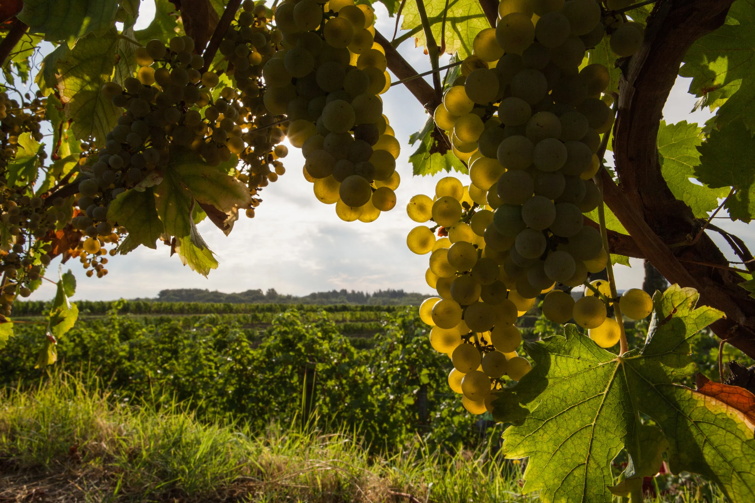 Vendemmia-040.jpg