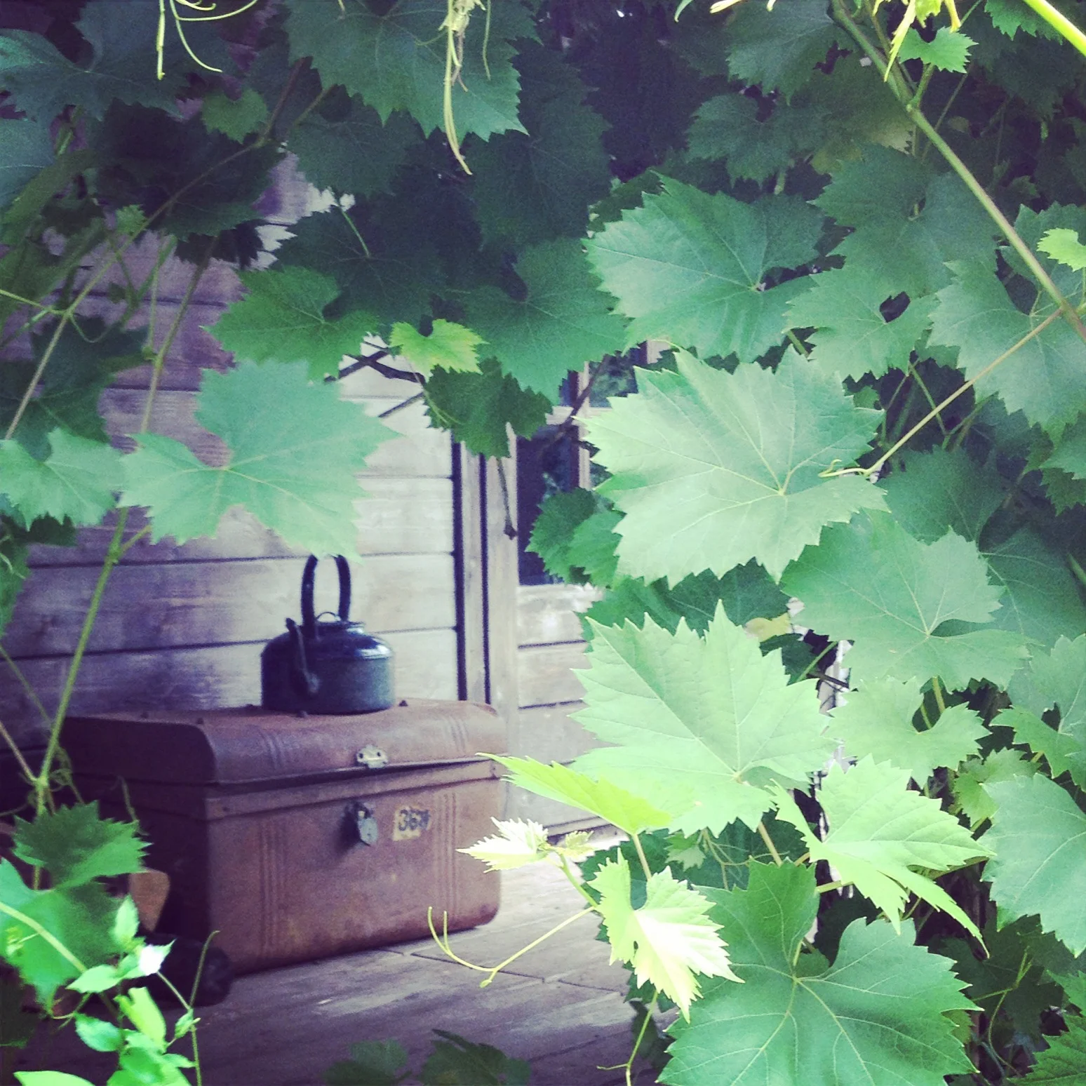 vines and veranda.jpg