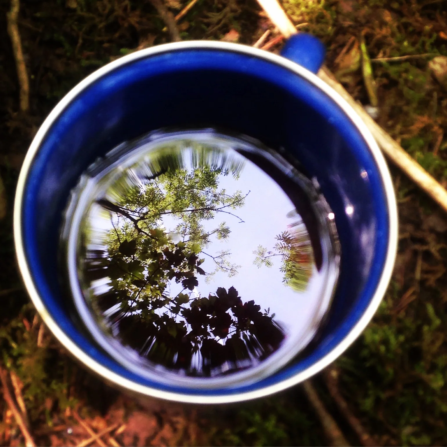wood reflections in a cup.jpg