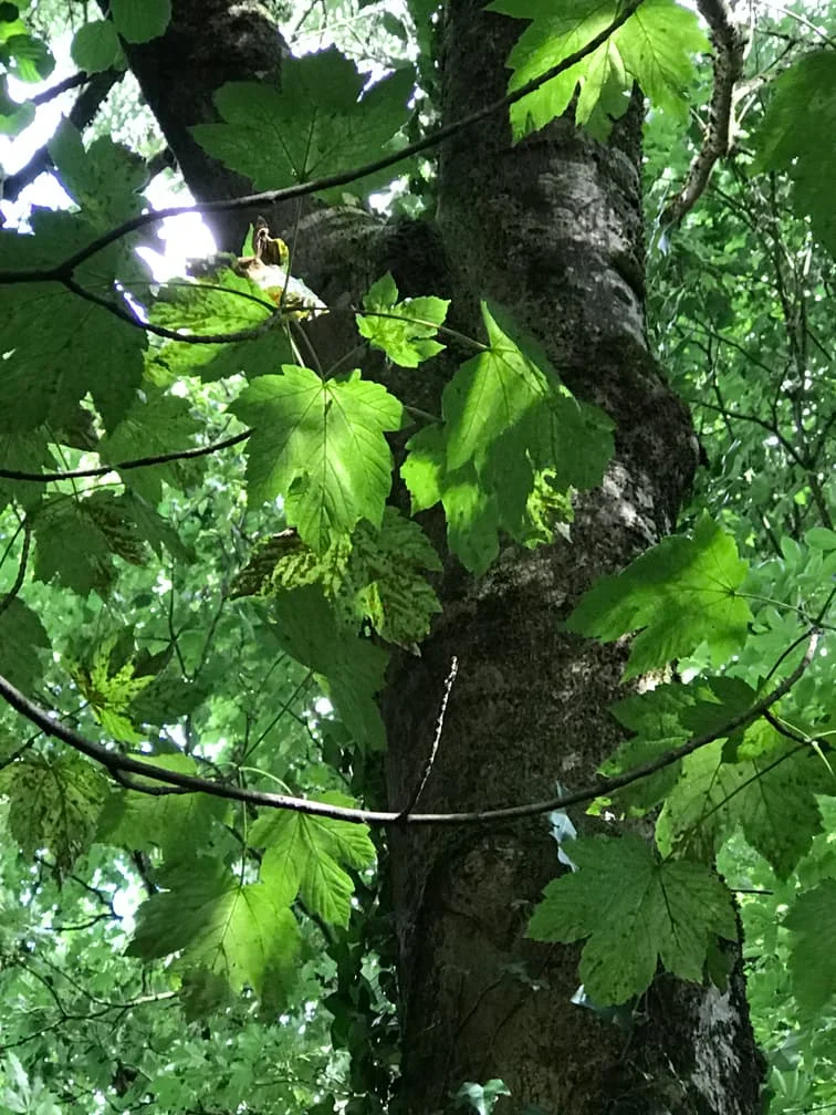 5. Sycamore.jpg