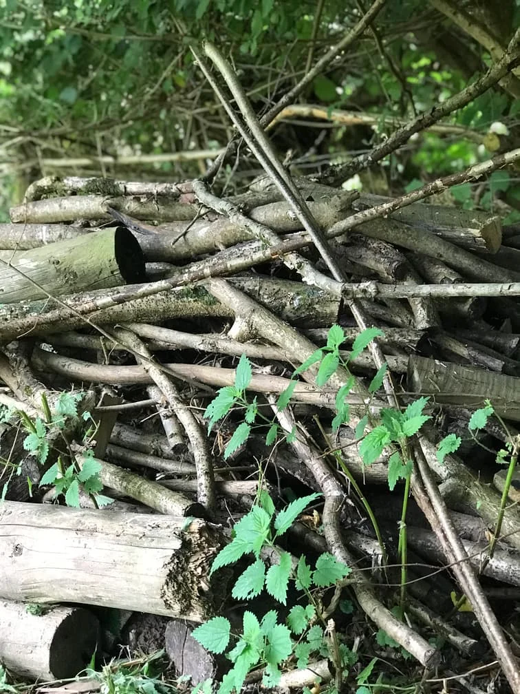 4. Log Pile.jpg