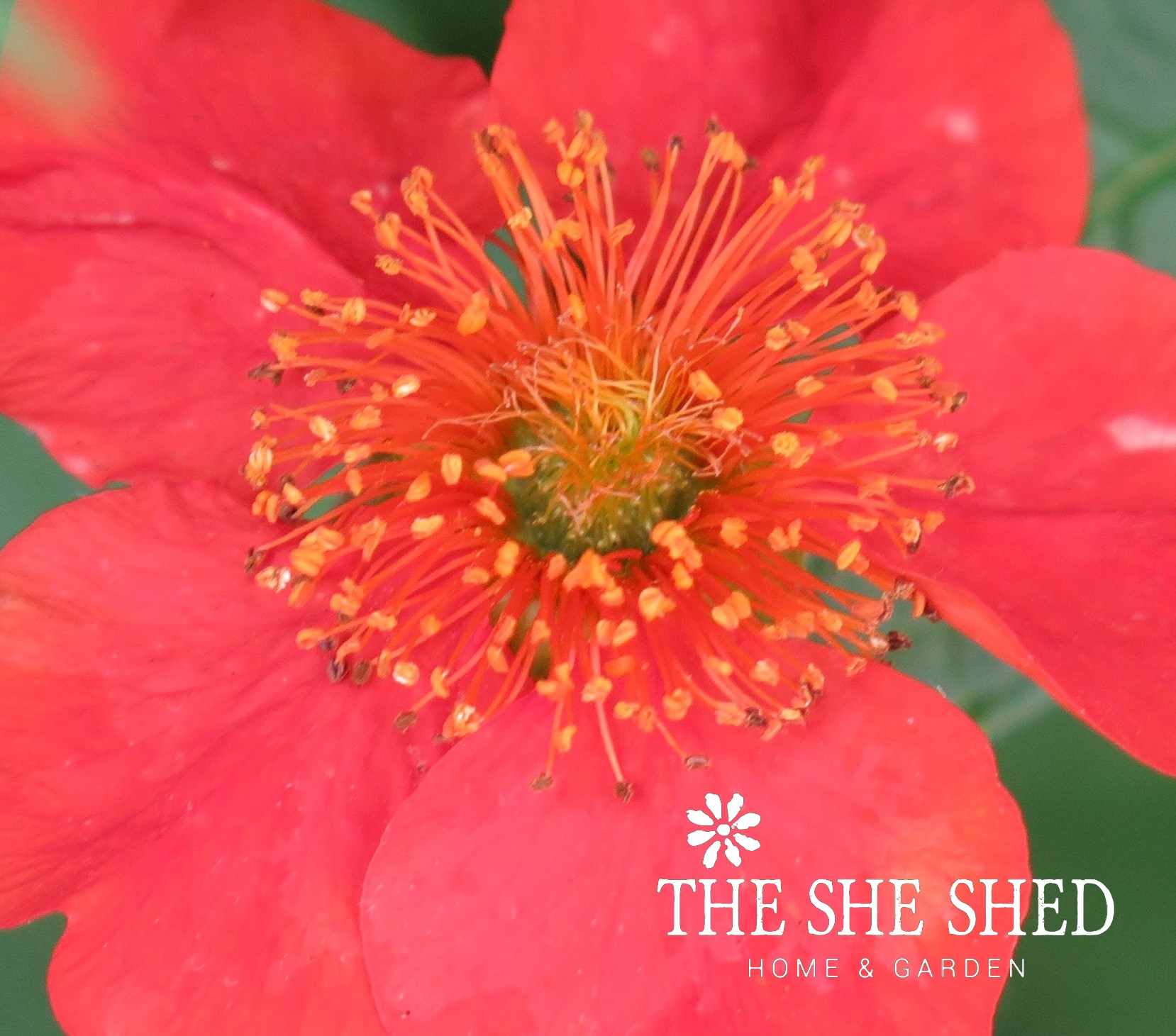 A Geum final.jpg