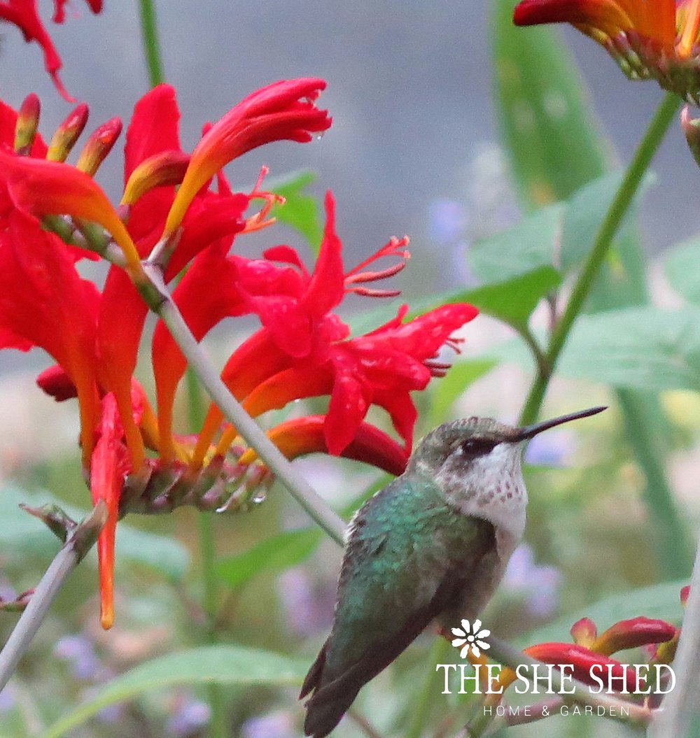 A hummingbird and coreopsis final logo.jpg