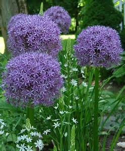 Globemaster Allium