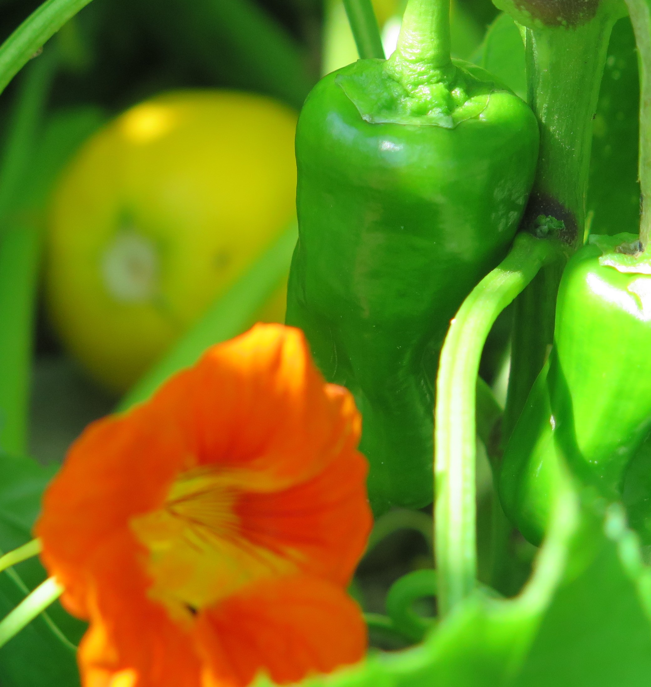 Pretty, edible nasturtiums grow among tennis ball squash and bite sized peppers in a raised bed.
