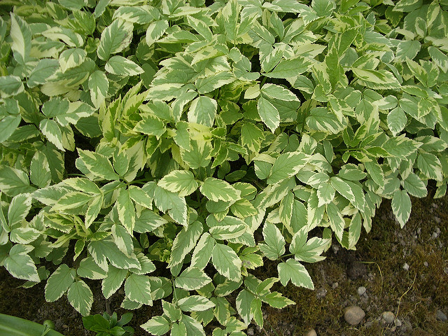 Variegated leaf goutweed can still be found for sale as an ornamental ground cover at flea markets.