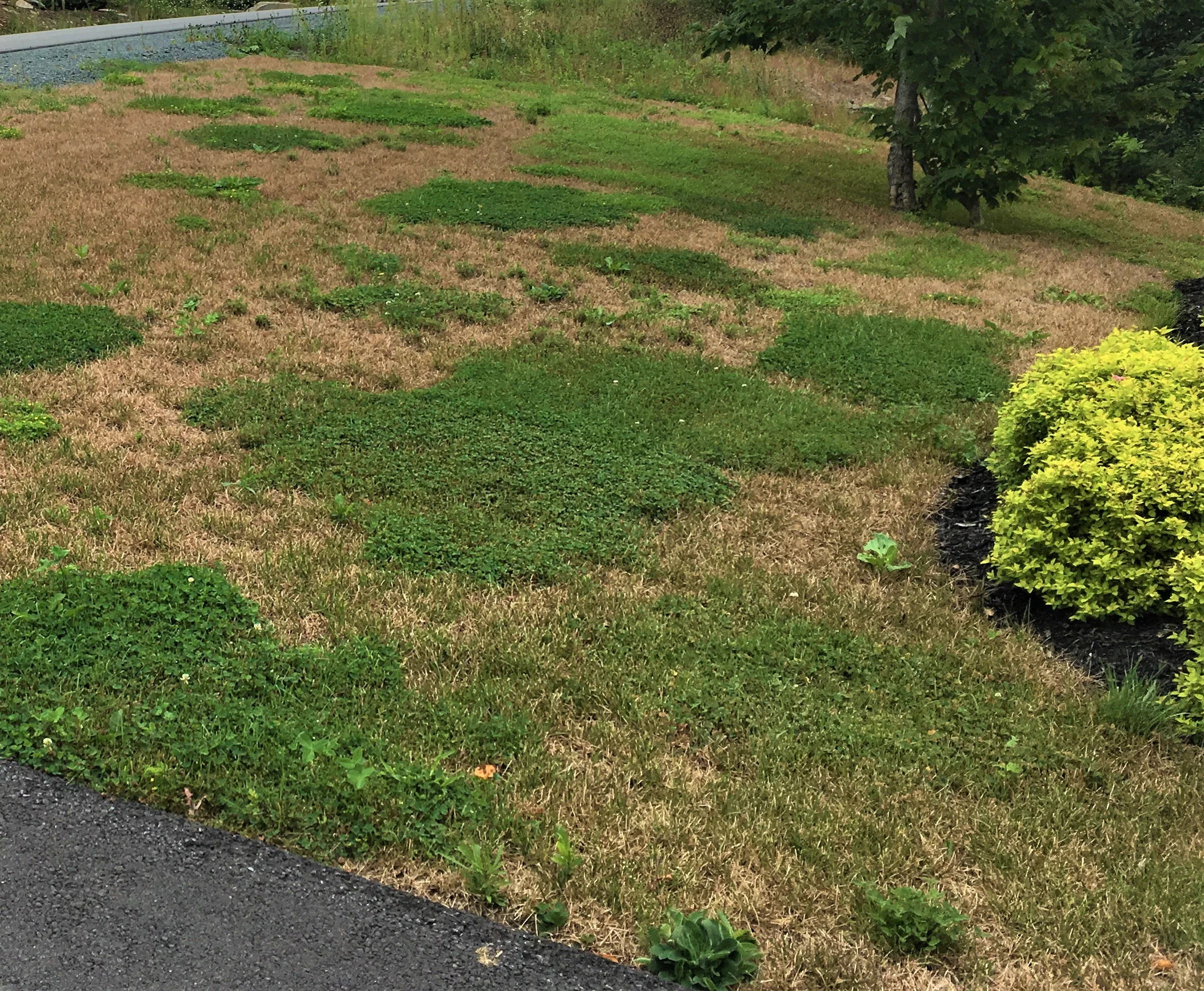 Summer drought and chinch bug have left this Kentucky blue grass lawn brown and unable to be restored. Any remaining green is…you guessed it…Dutch white clover. A mixed turf grass of micro-clover, fescue and perennial rye could have prevented the loss of the lawn.