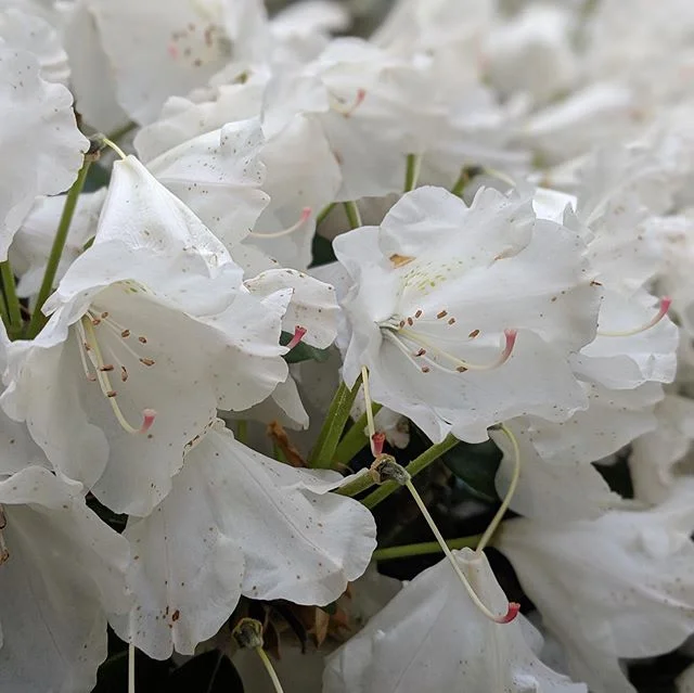 #WhatWerePlanting We love Rhododendrons. They are often used in gardens for the ornamental morphology of their leaves and flowers. They are shade tolerant, blooming evergreens. There are more than 1000 species, ranging from 3 inches tall to 98 feet t