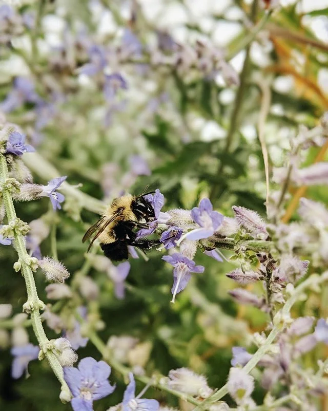 Plants aren&rsquo;t even in the ground yet and the bees are loving them! Especially the neon purple blooms of Russian Sage 💜 #WhatWerePlanting &bull;
&bull;
&bull;
&bull;
&bull;
#thesheshed #thesheshedhalifax #joblove #loveyourgarden #gardenlandscap