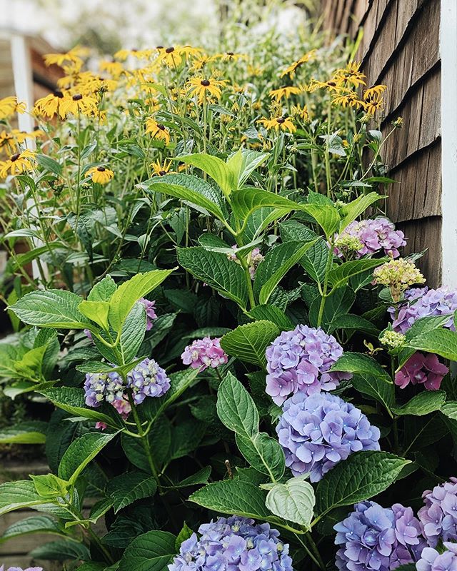 We&rsquo;re loving the late summer blooms in Colleen&rsquo;s garden! We&rsquo;re starting three new projects this week; Don&rsquo;t forget that prime planting season is coming up and we&rsquo;re still creating new gardens all the way into Fall! 🌿🌸