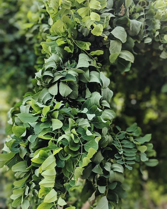 Want to know what this quirky looking plant is? Check out our Flora Faves to find out what it is and why we love it so much! #WhatWerePlanting &bull;
&bull;
&bull;
&bull;
&bull;
#thesheshed #thesheshedhalifax #joblove #loveyourgarden #gardenlandscape