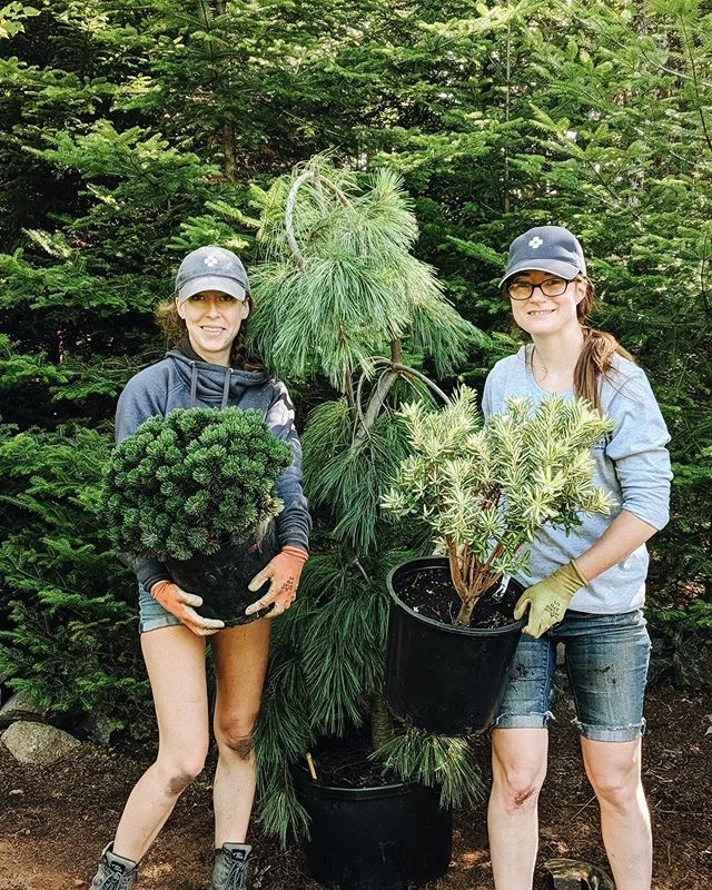 Planting some unique specimens in today&rsquo;s garden! Our client wanted unusual and fun focal plants. From left to right, some of our favourites are: Sherwood Mugo Pine (an amazing compact dwarf species), Weeping White Pine (stunning curvy branches
