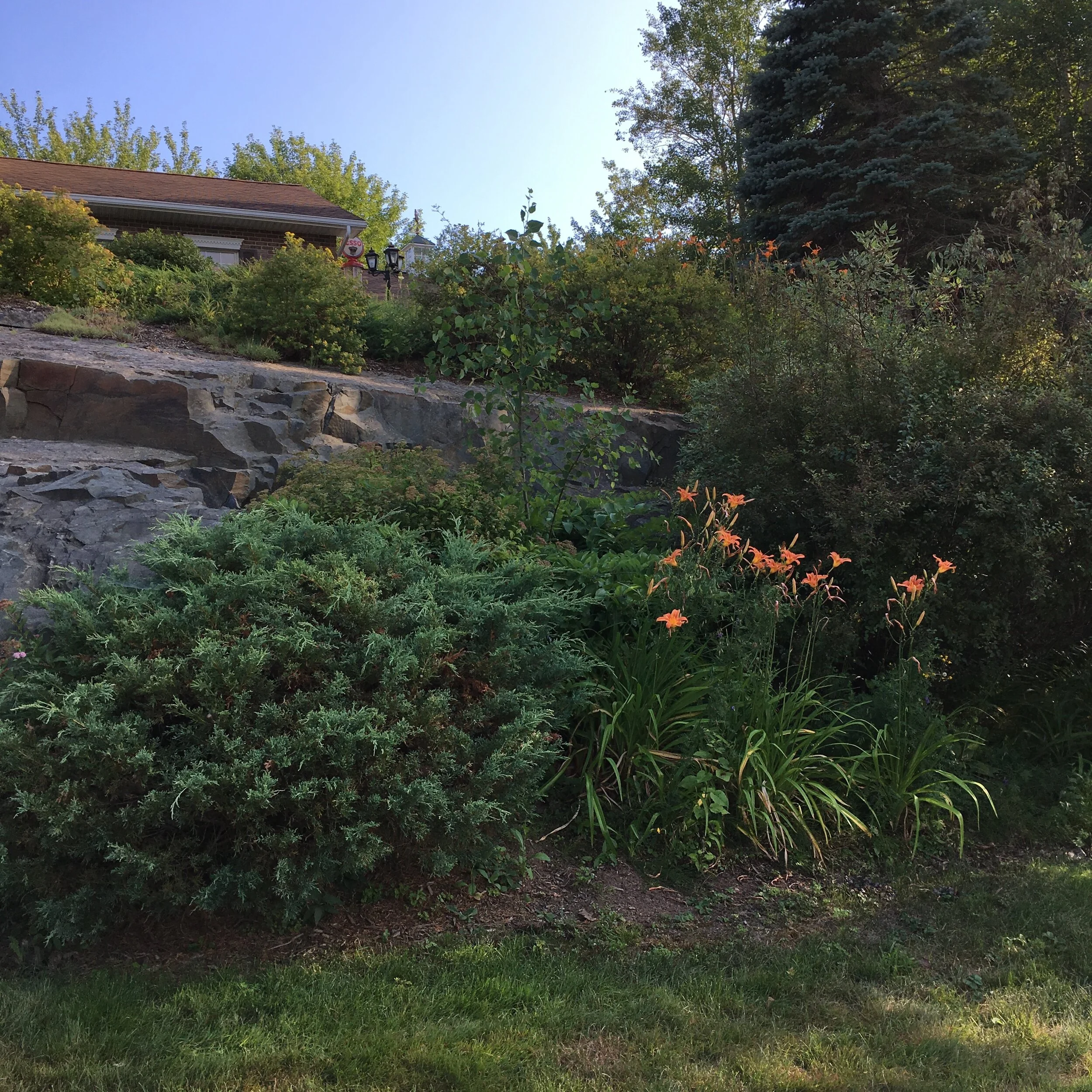 Front Center Garden - Before