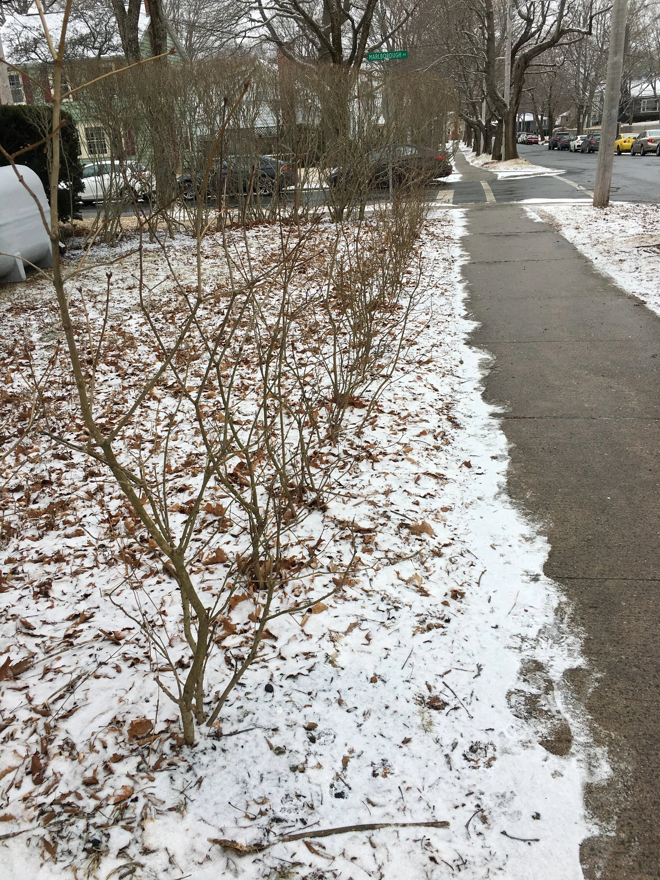 Left Garden - Before