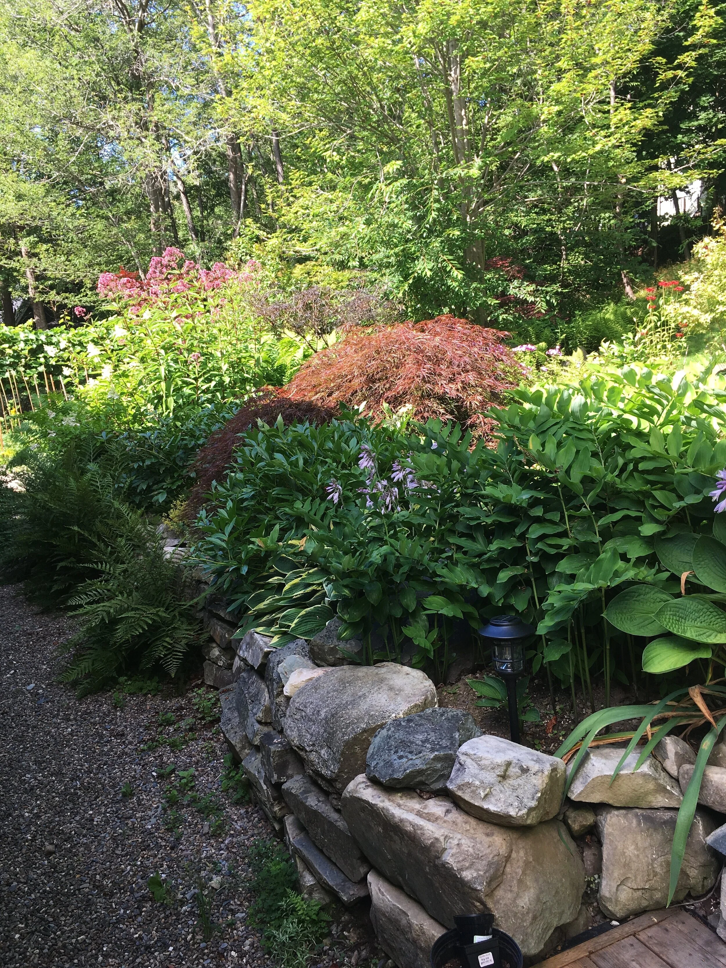 Back Garden - Before