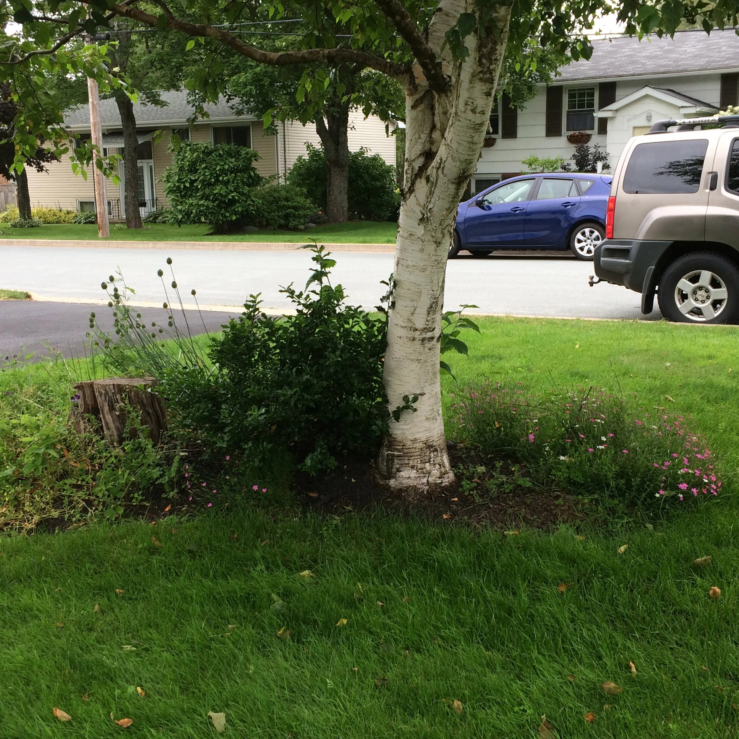 Front Garden Bed - Before