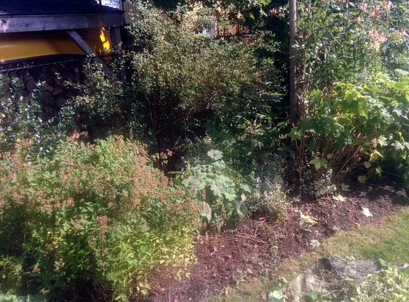 Back Garden - Before