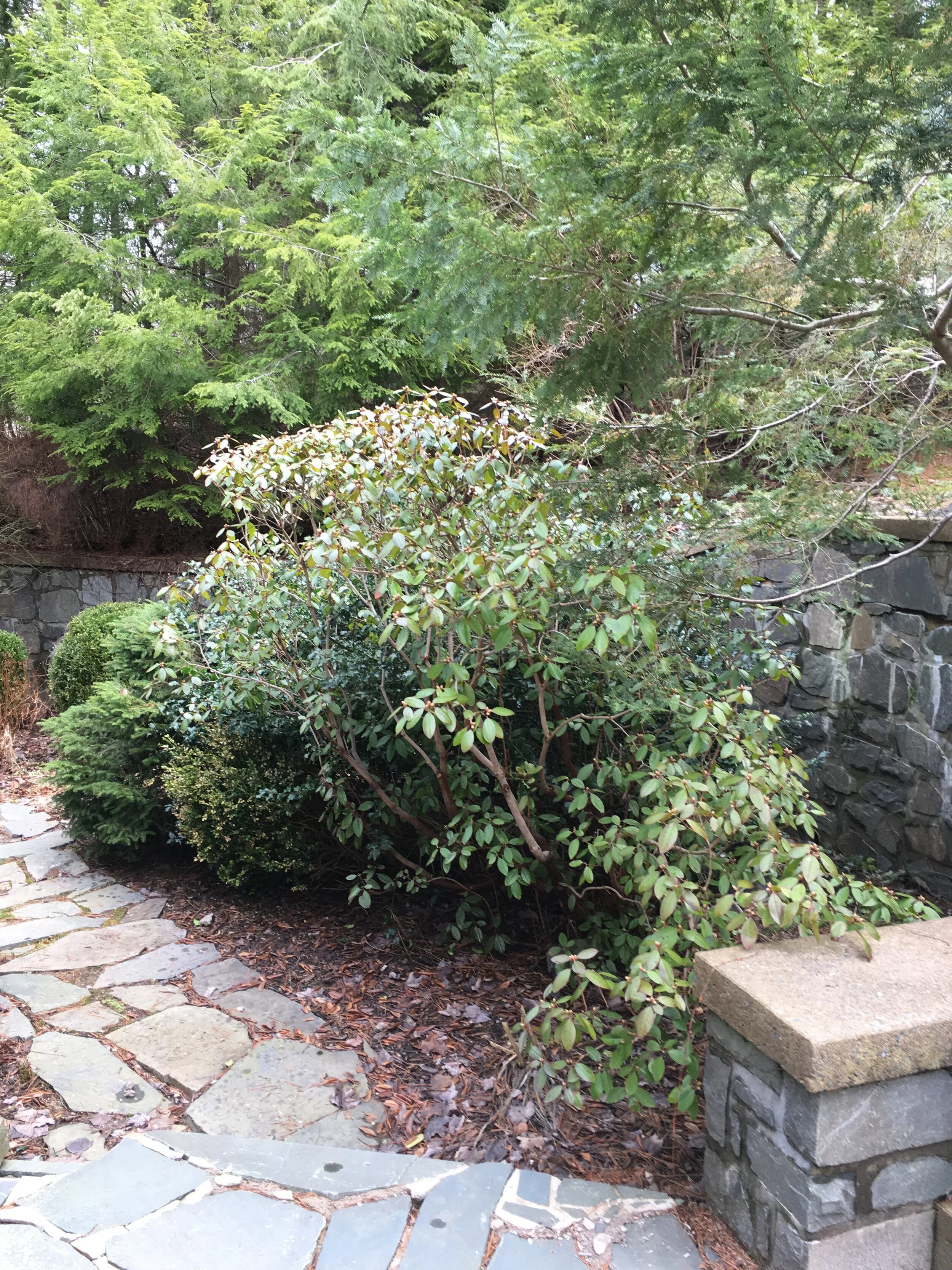 Right Garden - Before