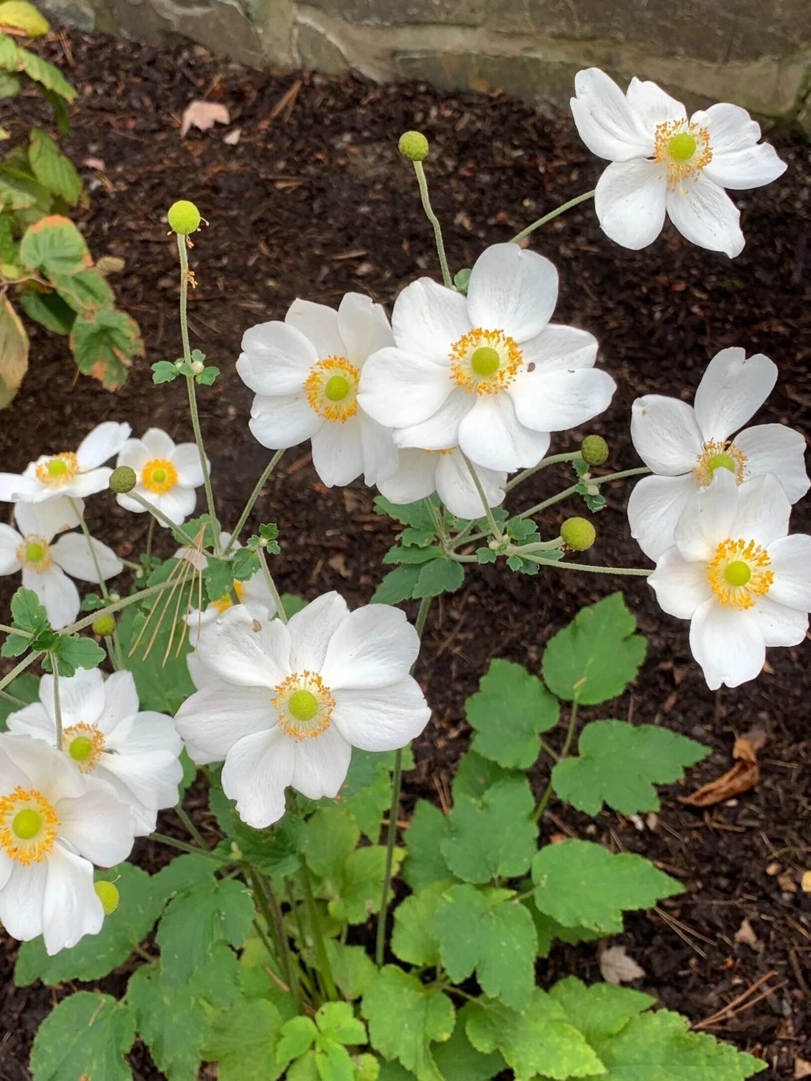 Japanese Anemone - Honorine Jobert