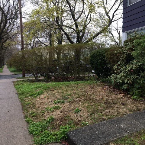 Front Garden - Before