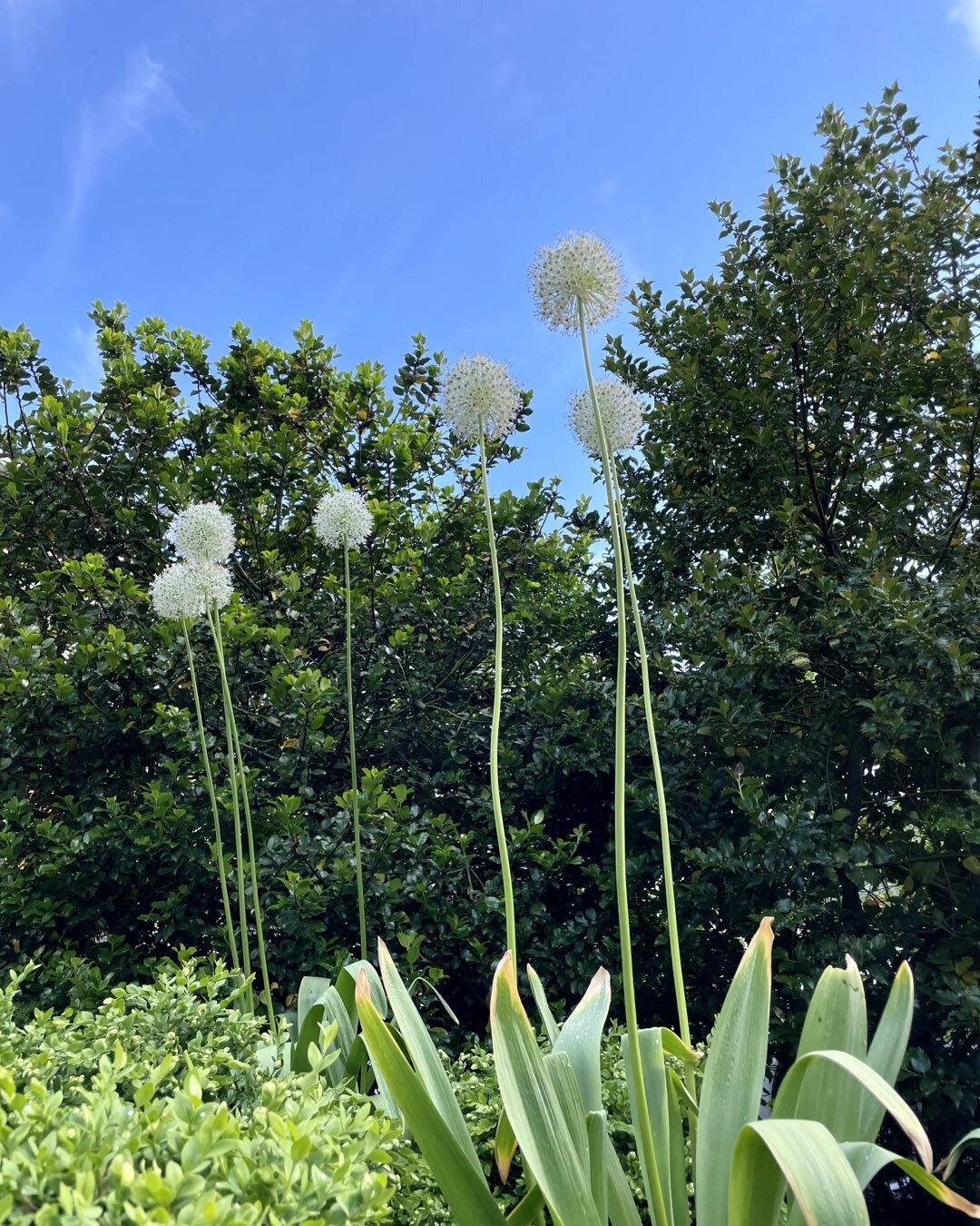 Airy allium in my garden this morning. 🤍 Planted in fall for spring happiness these ornamental spheres replicate the sculptural boxwood planting that surrounds them.

#gardendesign #allium #whitegarden #halifaxgarden #thesheshed #thesheshedhalifax #
