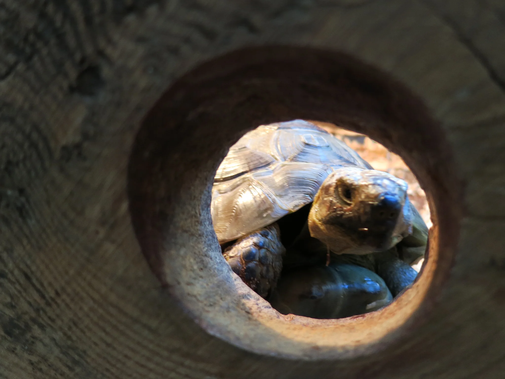 Tortoise residence