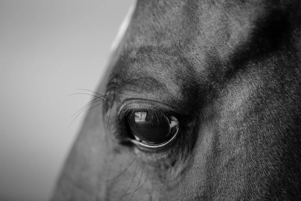 MLP Website Size 1000-368.jpg
