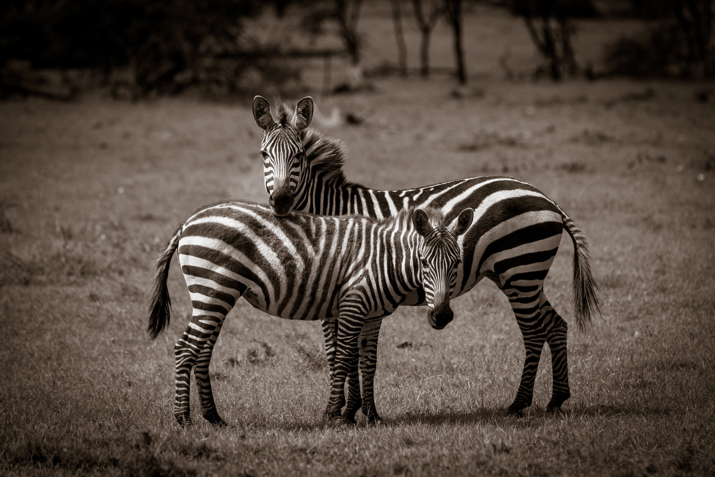 Zebras - I Got Your Back-1.jpg