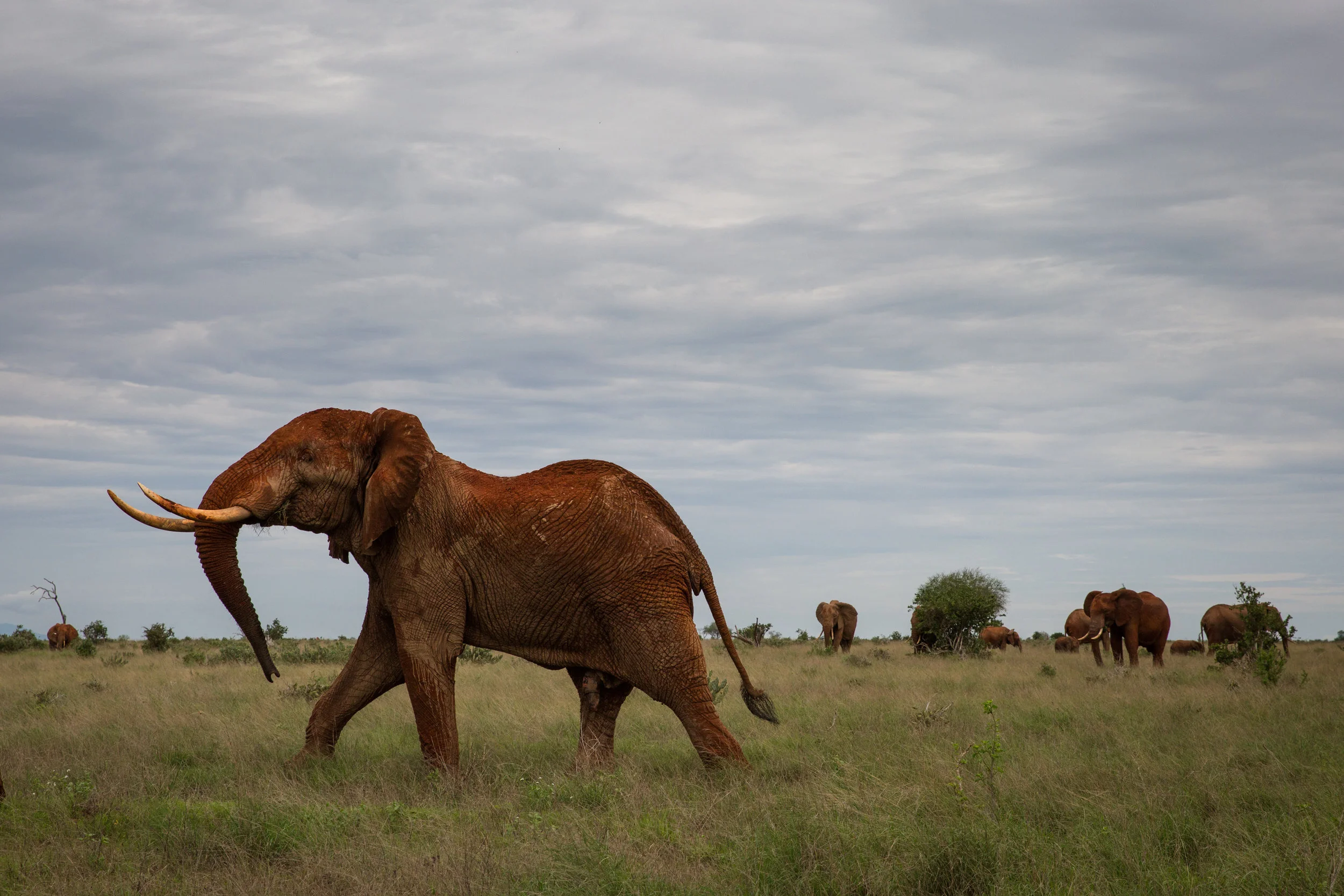 Tsavo 2018-3.jpg