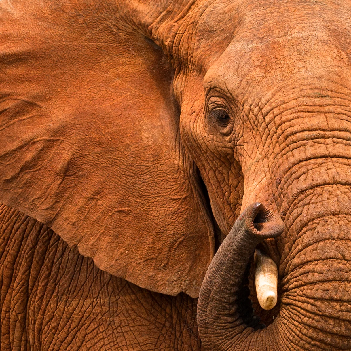 Tsavo 2018-11.jpg