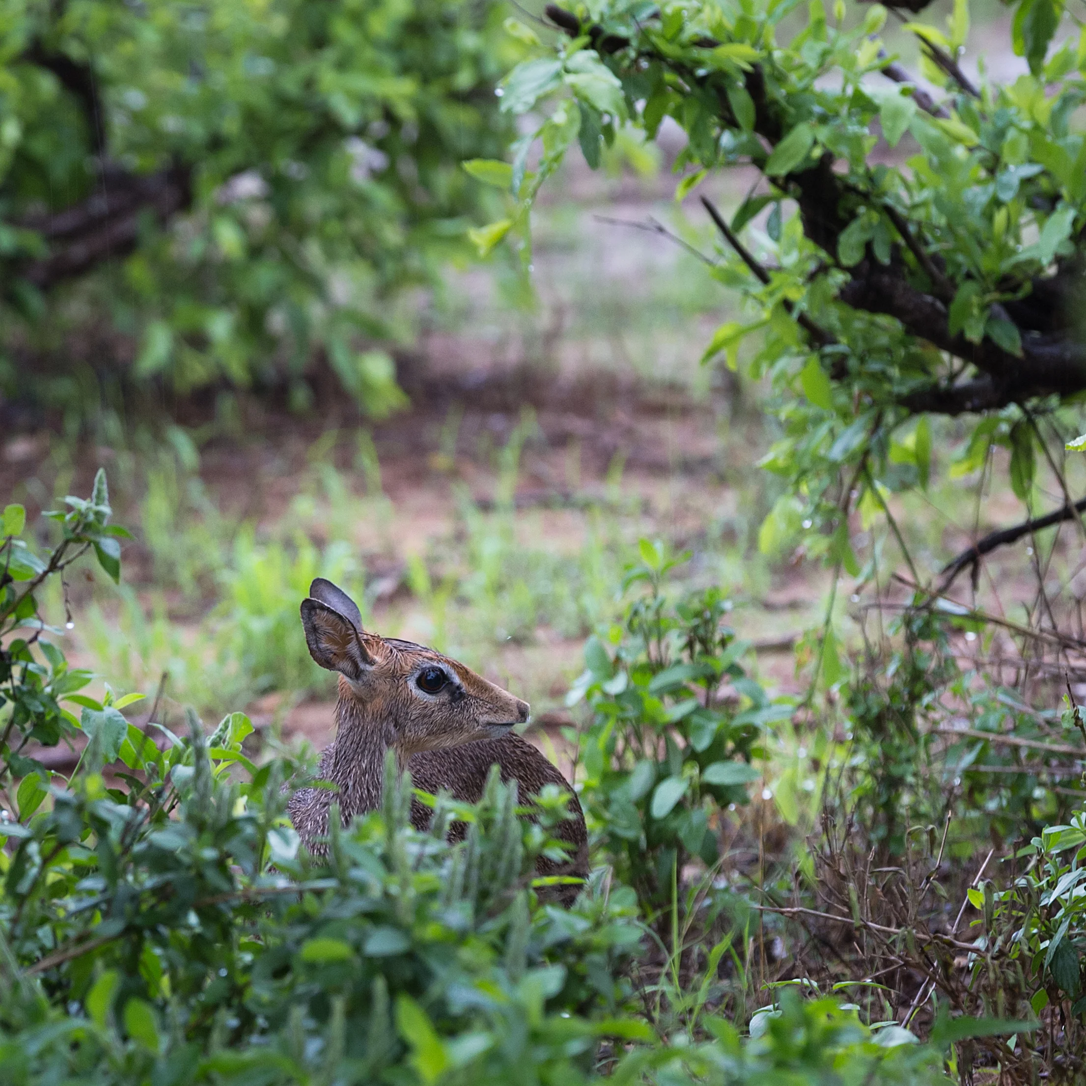 Tsavo 2018-15.jpg