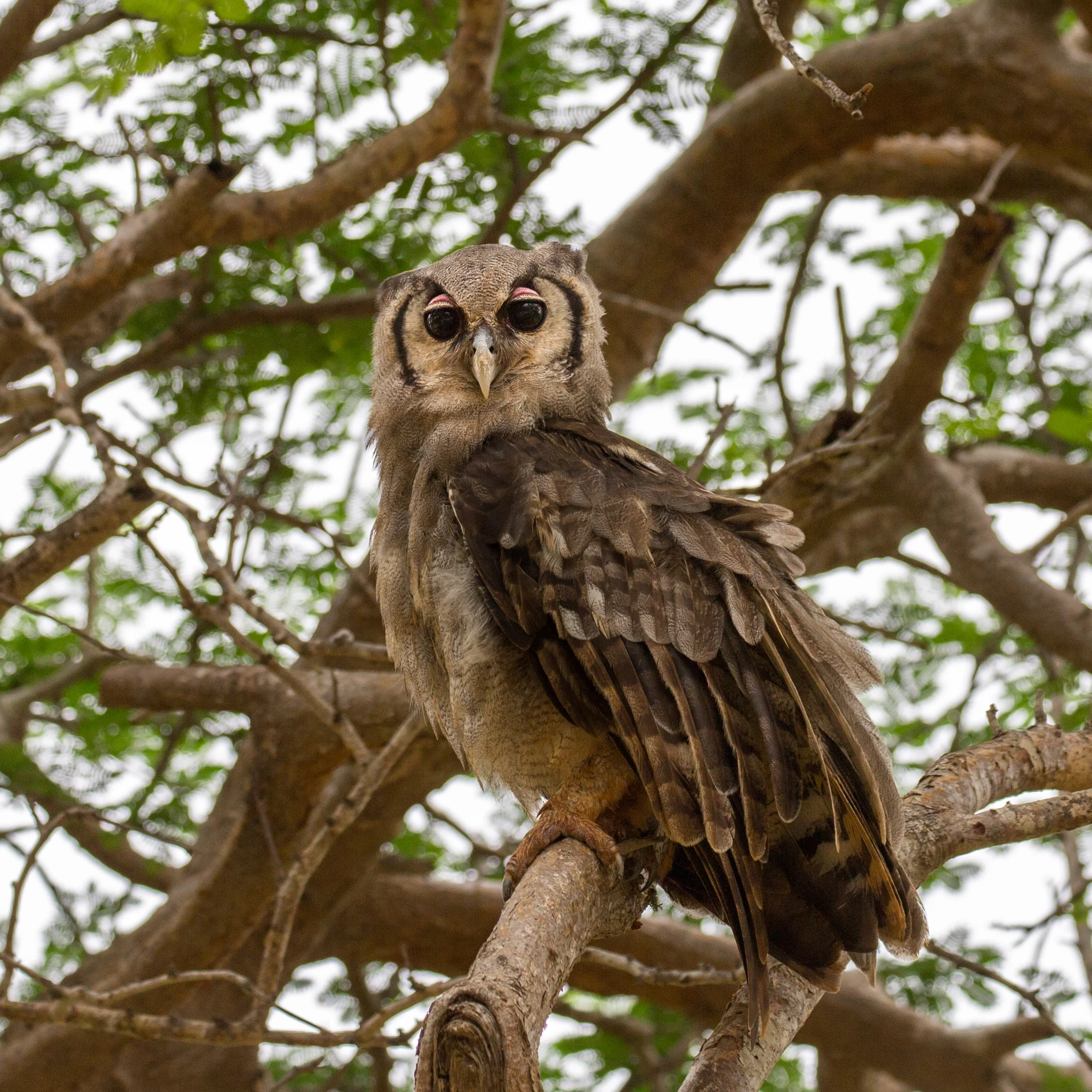 Tsavo 2018-16.jpg