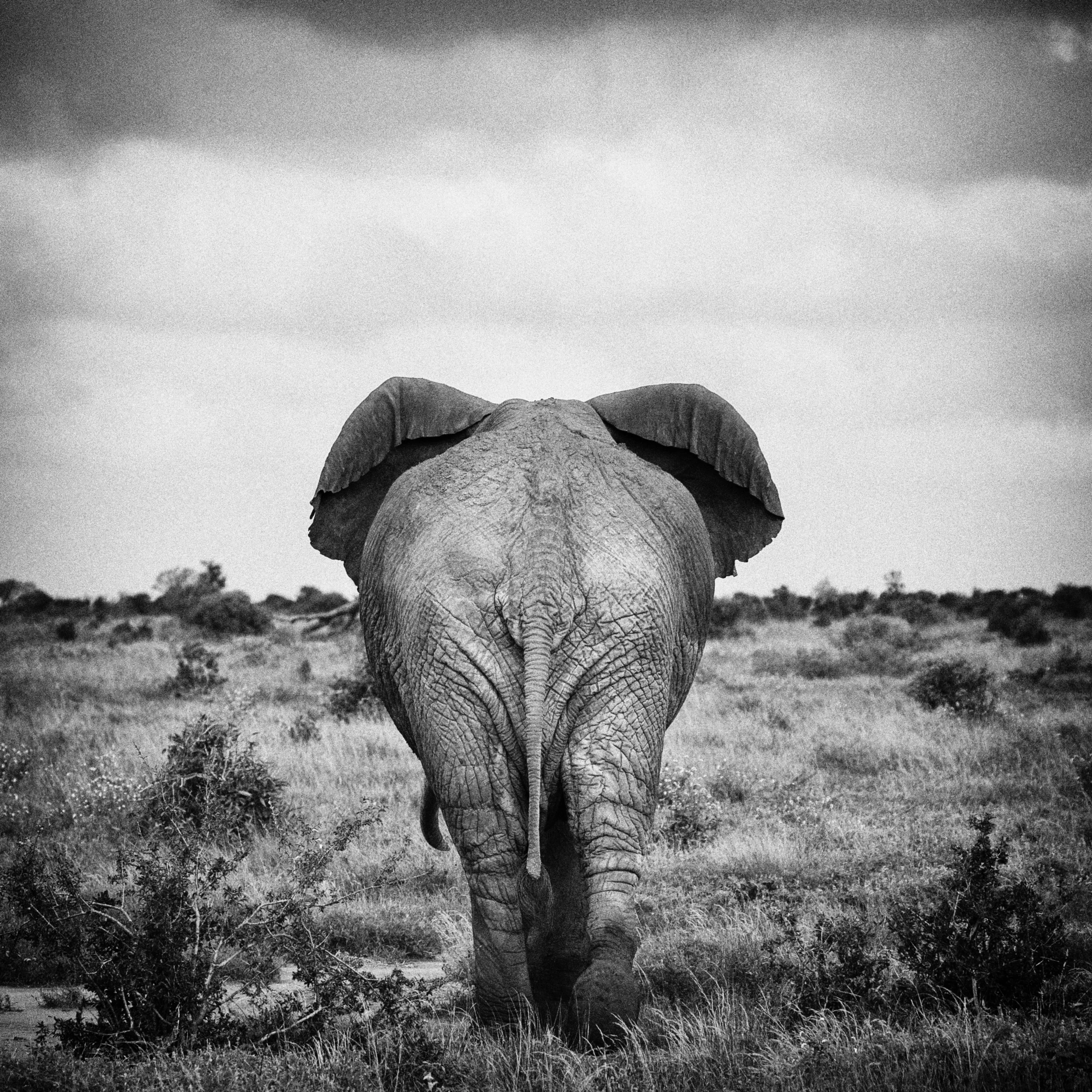 Tsavo 2018-19.jpg