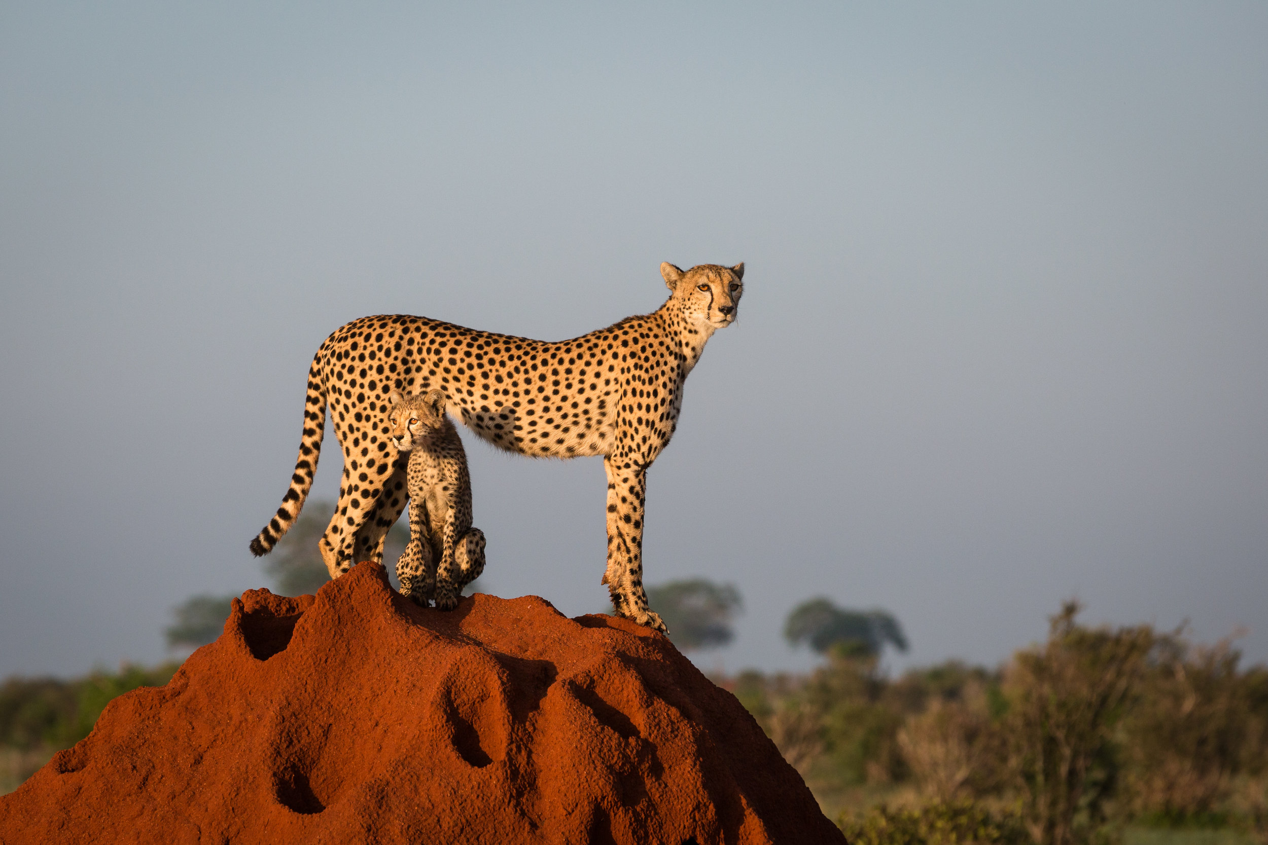 Cheetah and Cub Original-1.jpg
