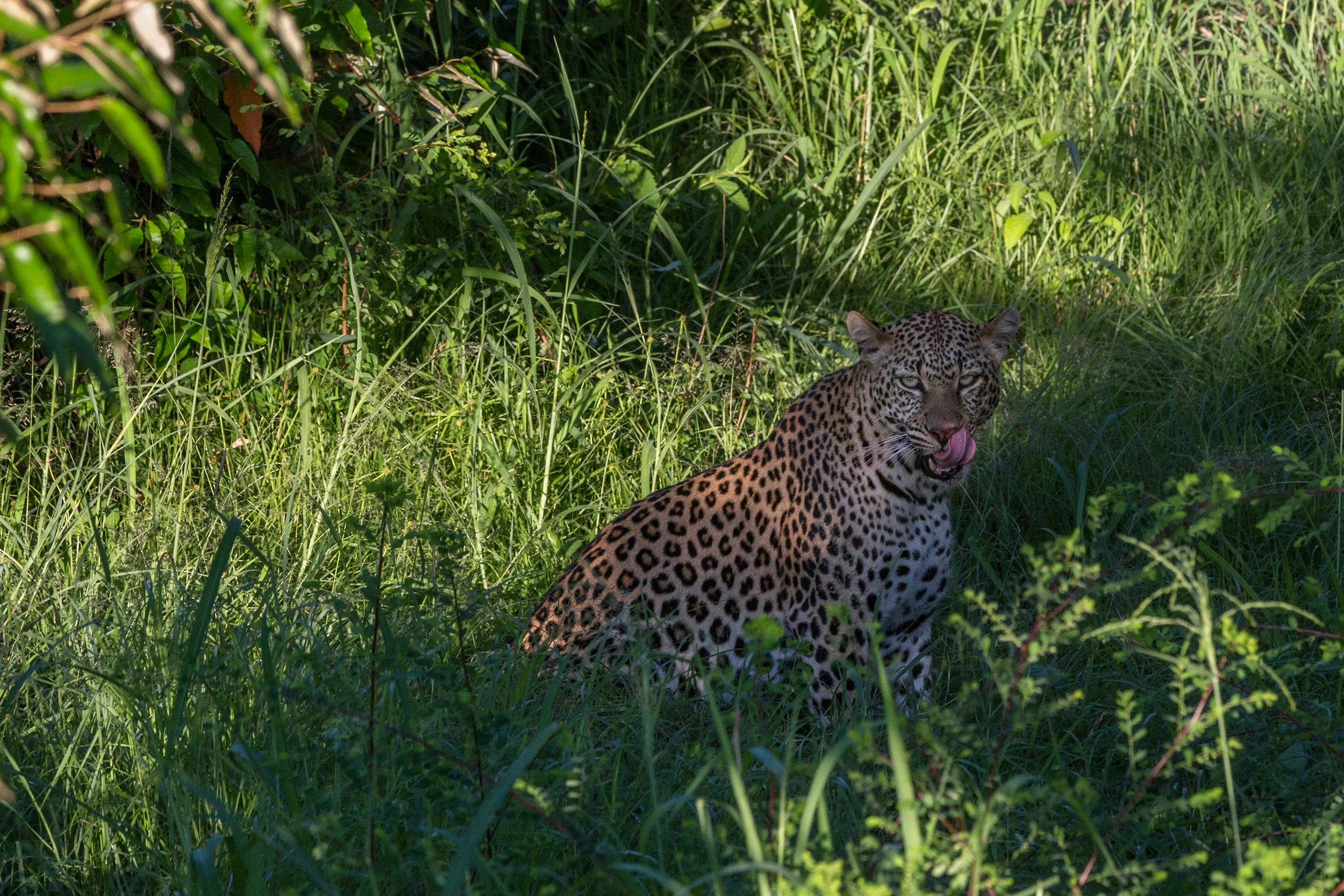 Africa TIF-2.jpg