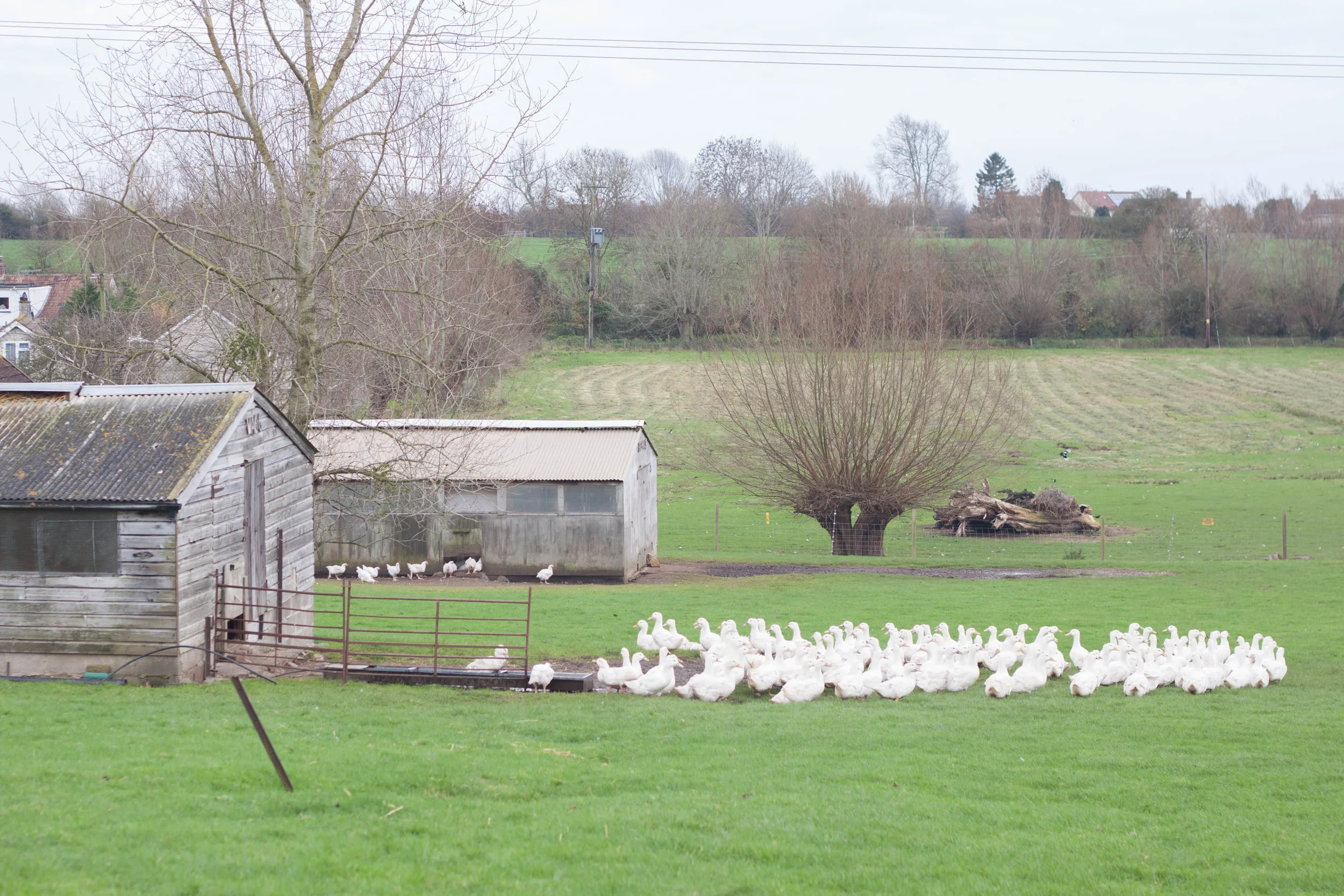 Christmas Special #1: Cracknell's Farm