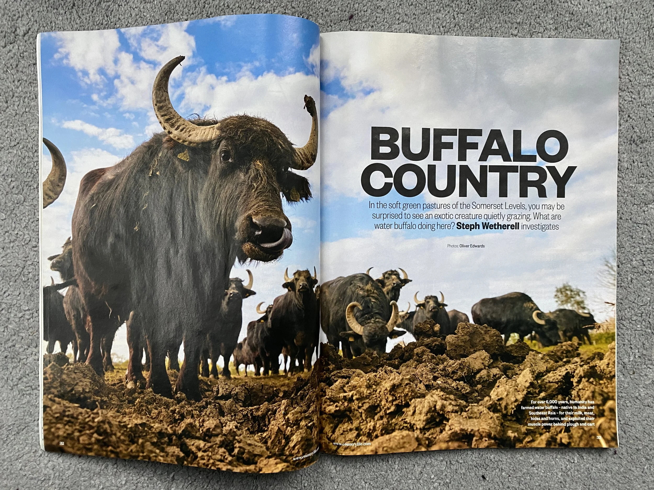 Countryfile - Buffalo Country