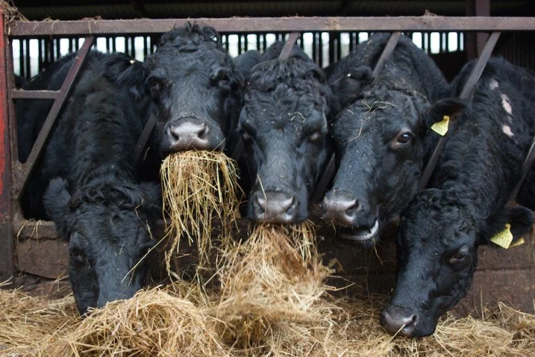 Sustainable Food Trust - Share Farming: A way forward for new entrant farmers