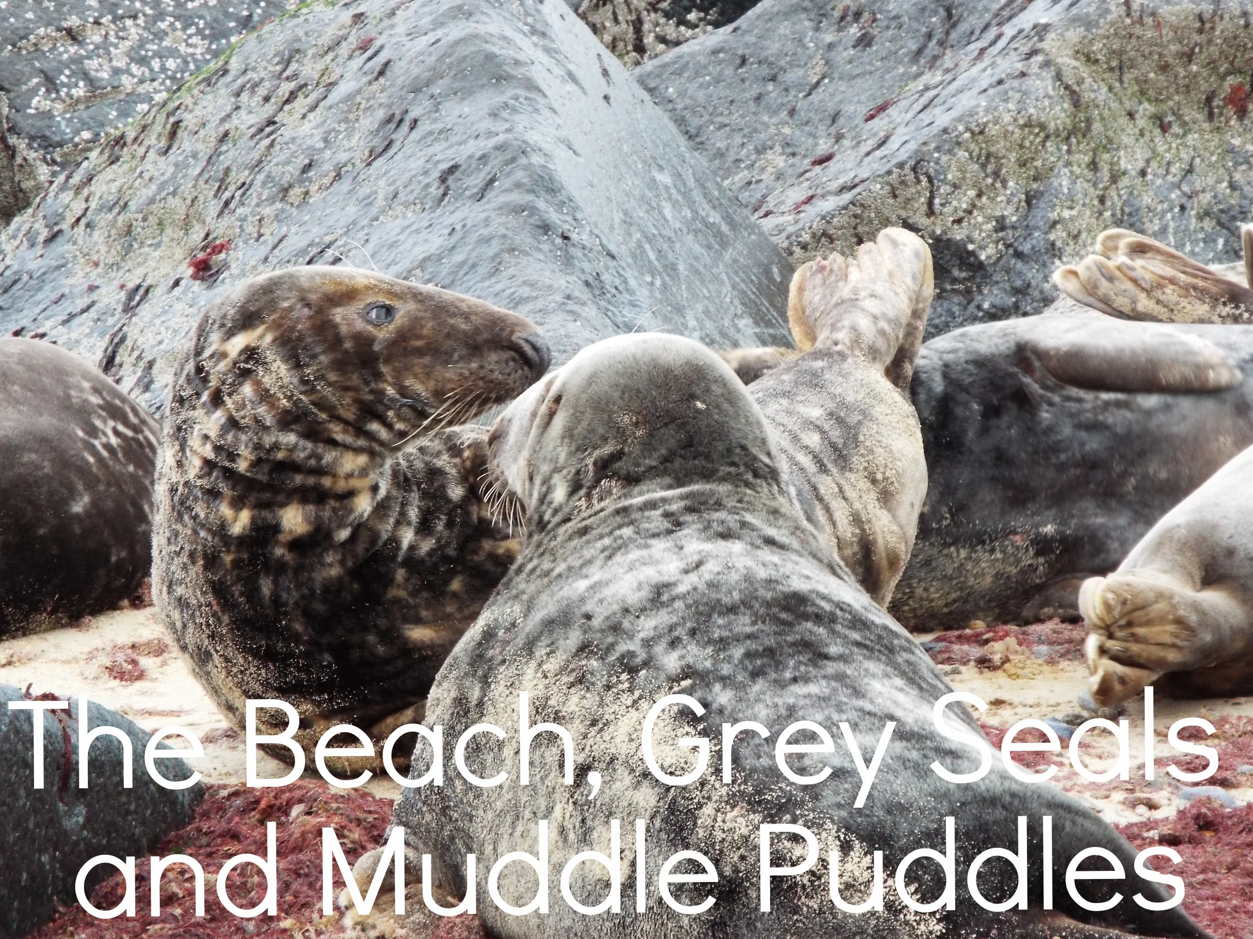 The Beach, Grey Seals, and Muddy Puddles 
