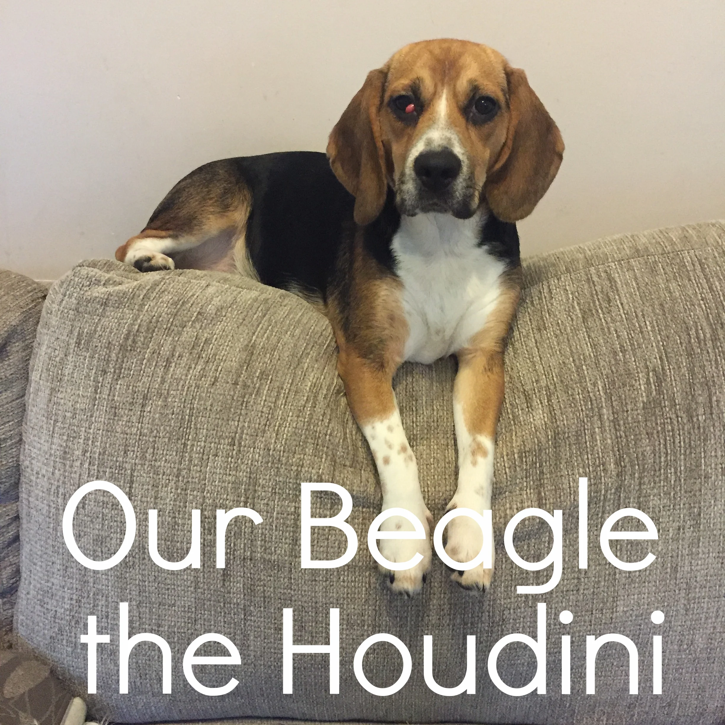 Our Beagle the Houdini