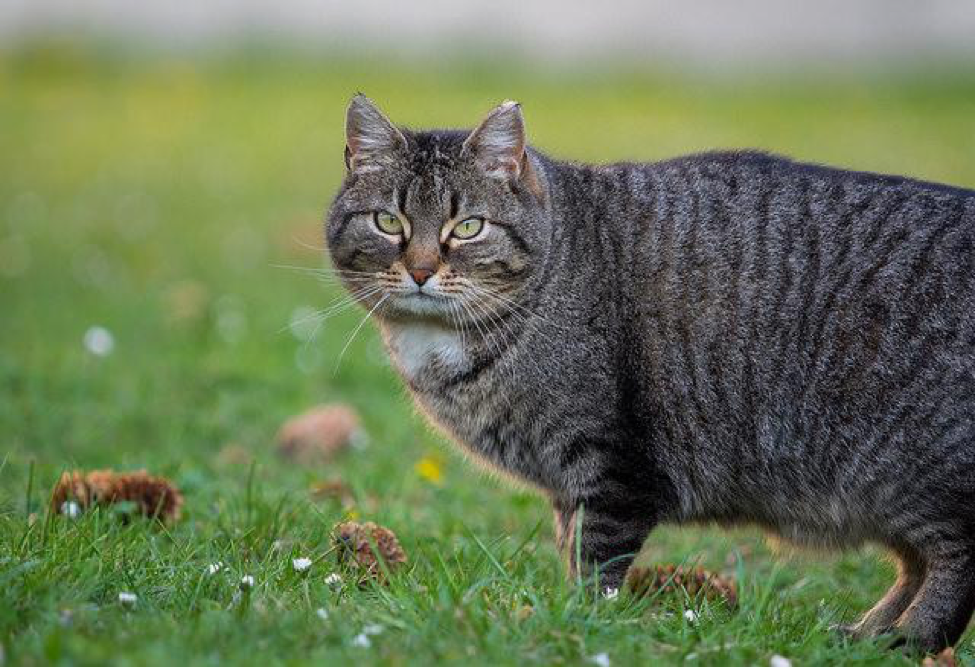 Getting A Pet? Important Things To Remember