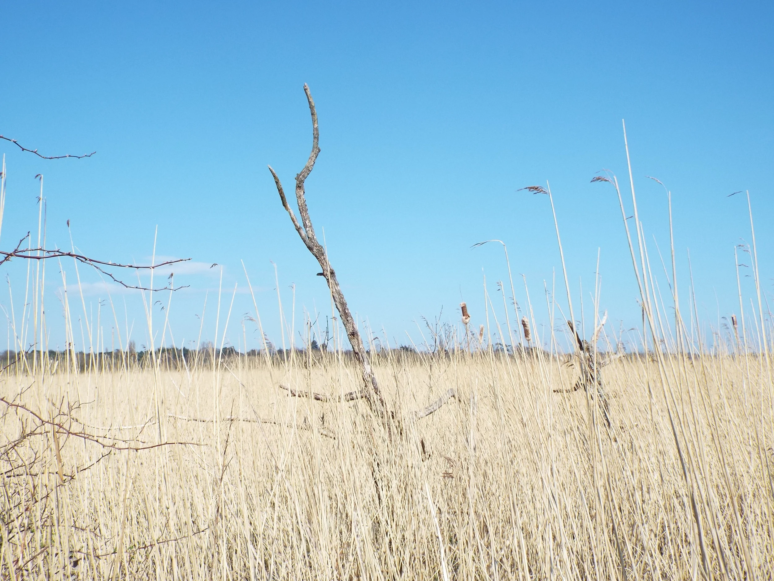 I took this photo when we were out for a walk along the marshes with us all and the dogs.
