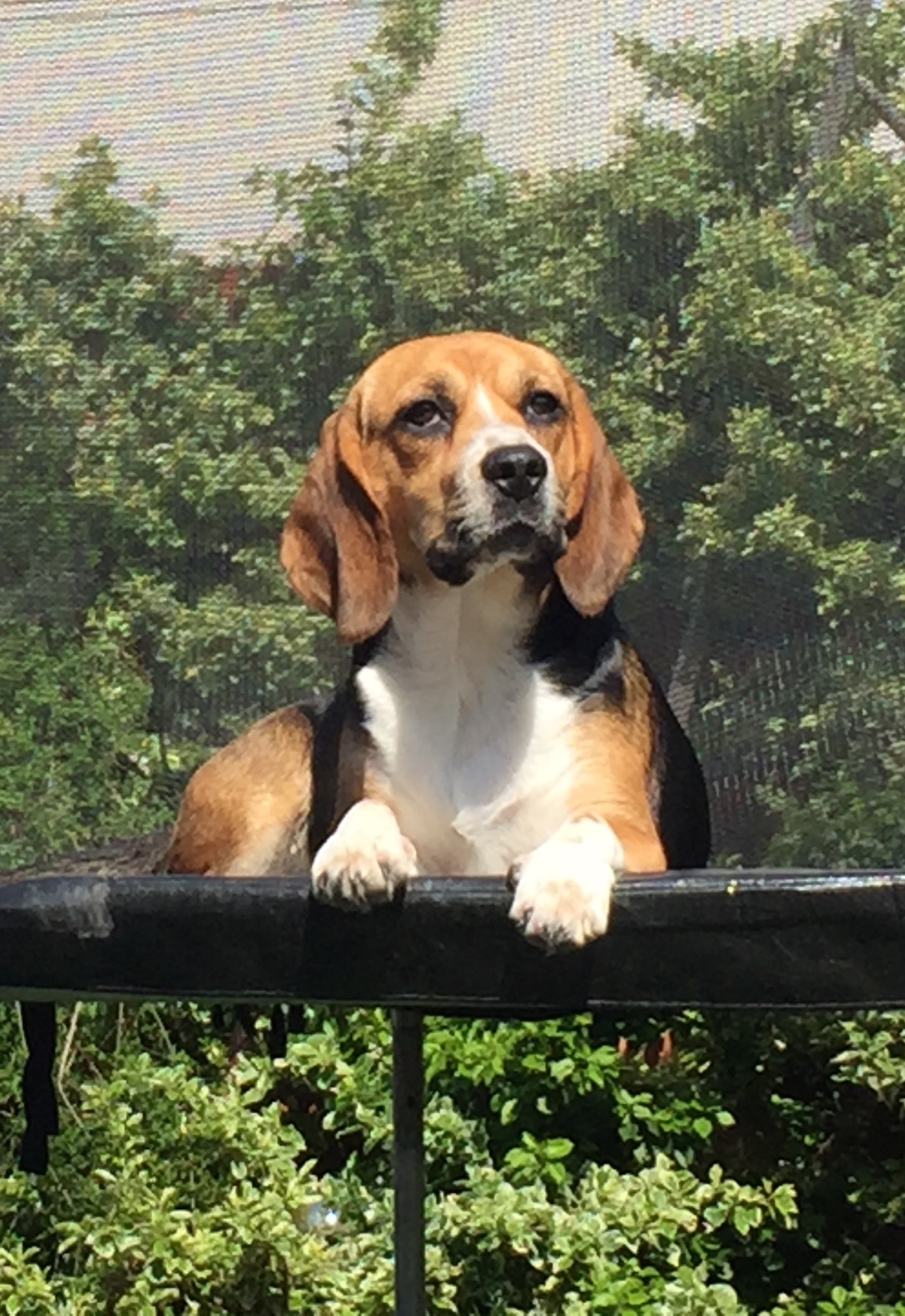 My gorgeous beagle, Poppy, is finally over her 'teenage' years, which means we've made it past her naughty phase (although she still has her moments) and the chewing and destroying is finally getting better - unless she finds one of Jacob's stray NERF bullet, then she can't seem to help herself.