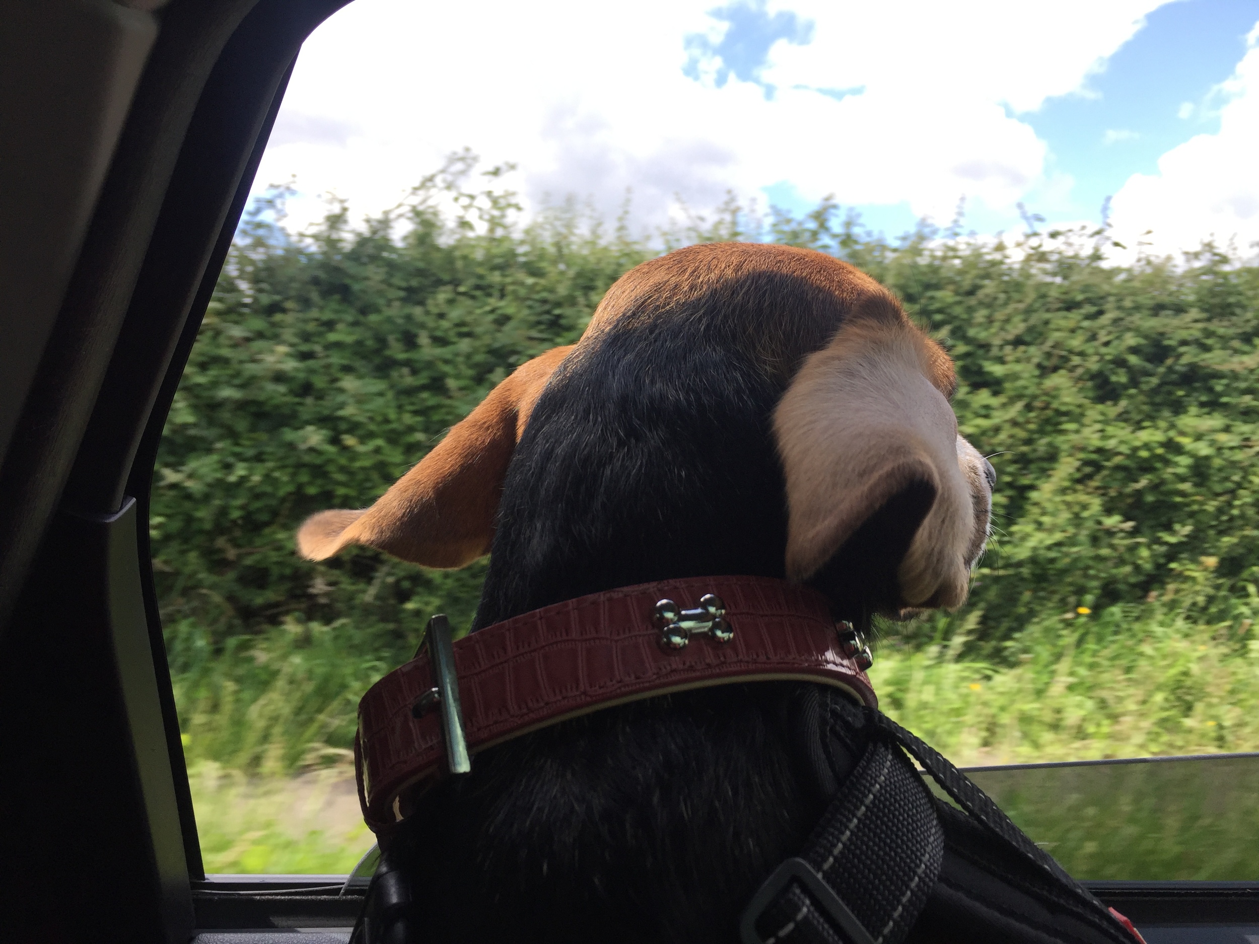 Keeping your Dog fit and Healthy