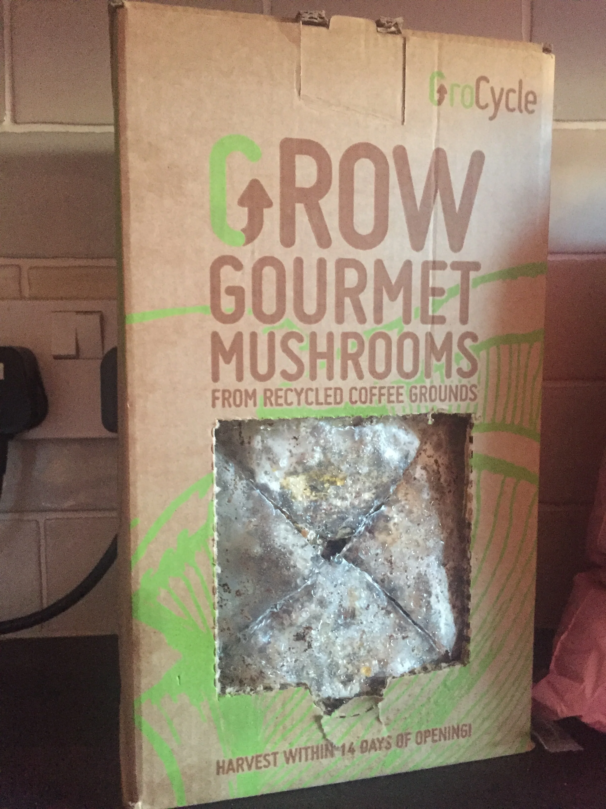 Over the past year, I've been giving 'grow you own at home' a try and I think everyone should. I love using herbs when cooking and many times I go to the supermarket to buy fresh herbs and they don't have the one I want, thus, I embarked on growing my own - so much more convenient and super easy to do (although, a few of my herbs did die off, but it is a learning process).