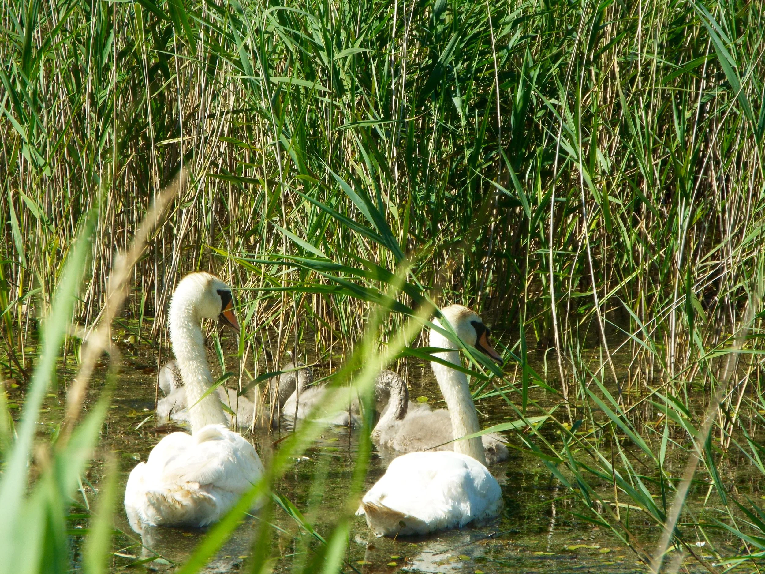 I took this photo in the Carlton Marshes this year.