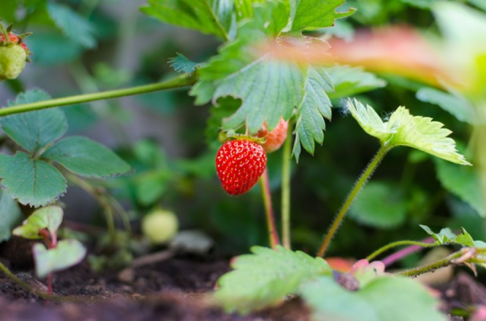 Image Credit: Pexels
