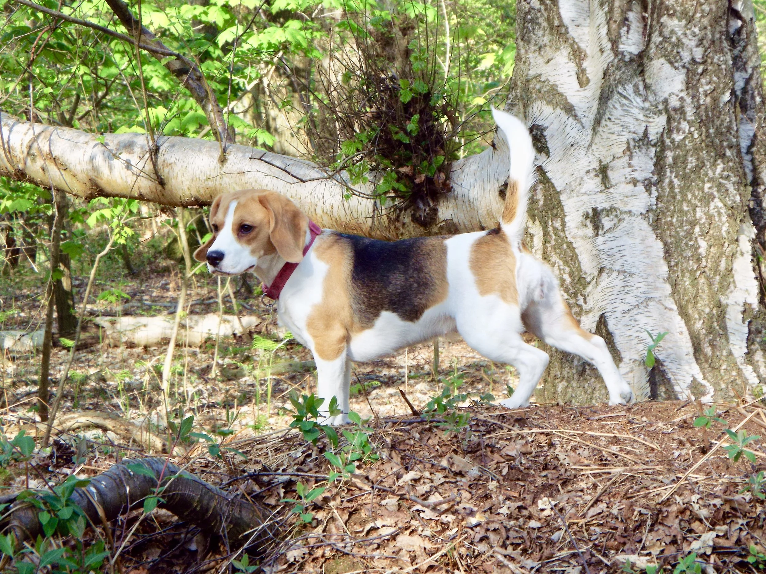 Dog-friendly Britain?